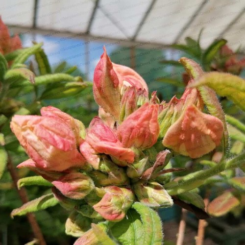 Azalea Berryrose Rhododendron Exbury Azalea | ScotPlants Direct